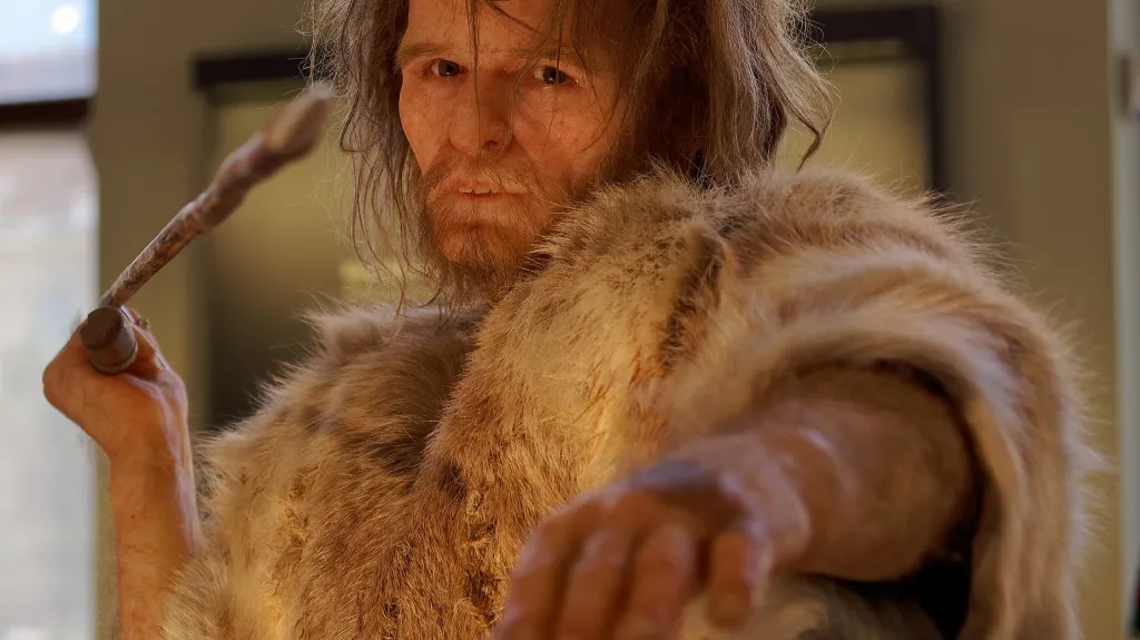 Představa o vzhledu neandertálce ve Vídeňském muzeum