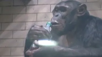 Šimpanz v ostravské ZOO