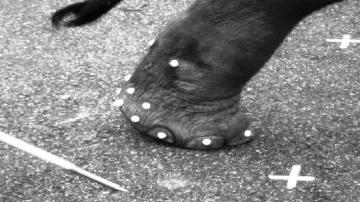 Sloní noha