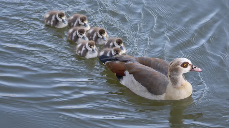 Invazní pták husice nilská se šíří po Česku