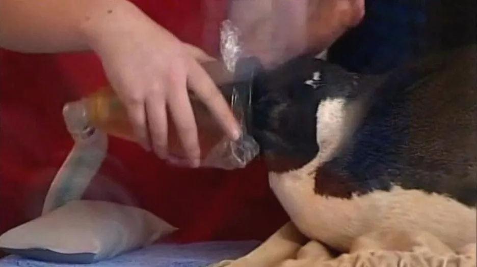 Operace tučňáka na Novém Zélandu