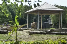 Sloni v ostravské zoo mají nové stínidlo. Přiblíží se tak k vyhlídkám pro návštěvníky