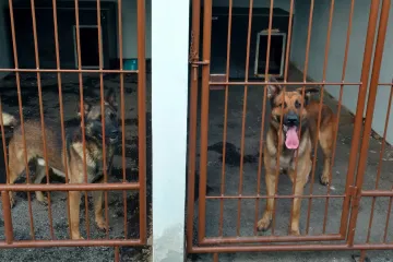 Do afghánského Herátu brzy odletí nový kynolog