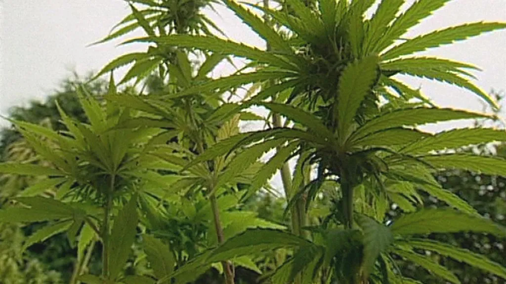Marihuana