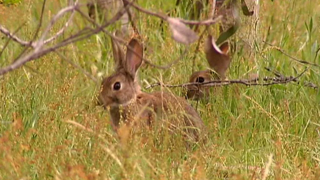 V Austrálii se přemnožili králíci