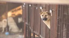 Klecový chov psů v Jižní Koreji