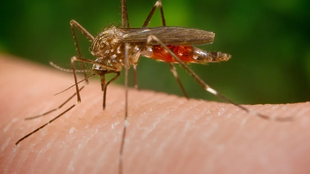 Aedes japonicus