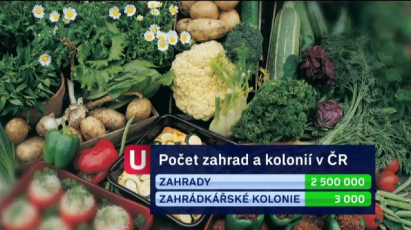 Reportáž Hany Vorlíčkové