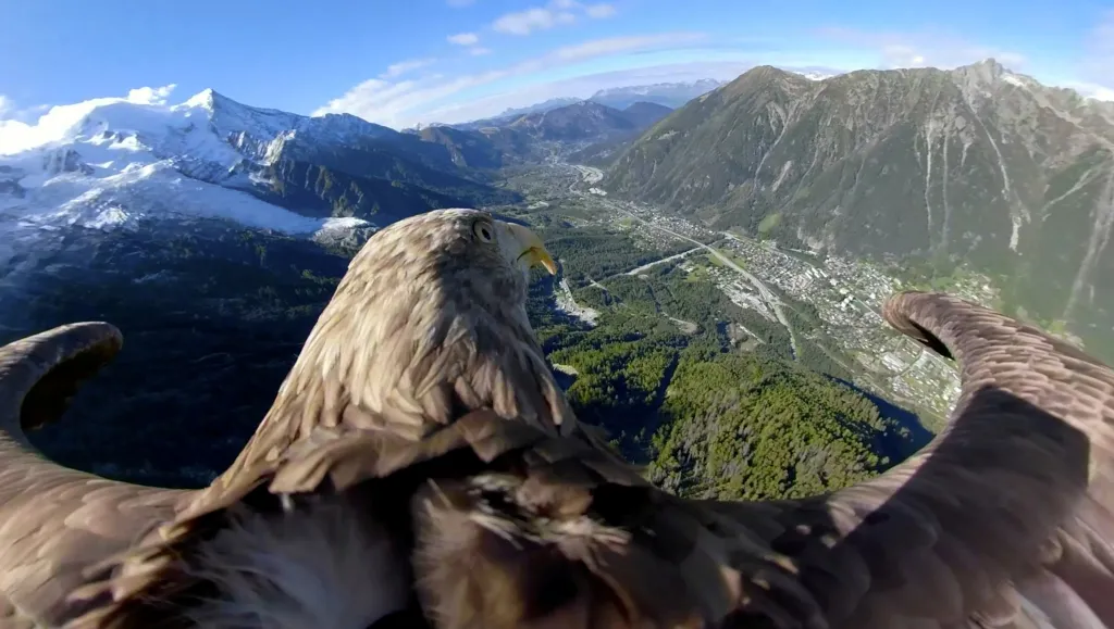 Devítiletý orel Victor s 360° kamerou na zádech přelétá francouzské Alpy u Chamonix v rámci závodu Alpine Eagle Race, který má upozornit na problém globálního oteplování