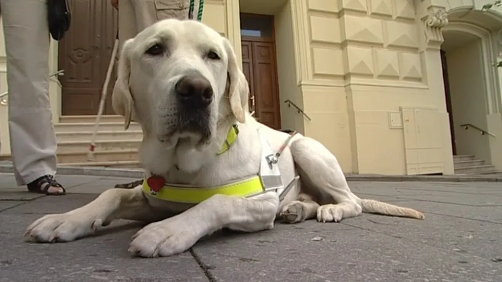 Vodicí pes Edison pomáhá Radku Kabelkovi teprve tři měsíce