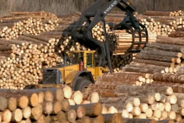Dřevo zdražilo. Před dvěma lety se na Šumavě vršilo, teď nepokryje poptávku