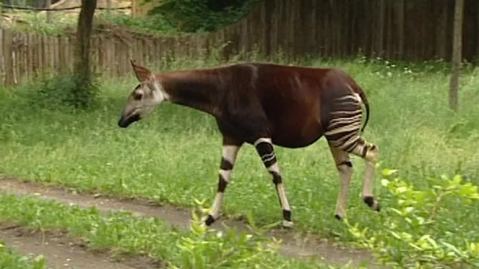 Žirafa okapi