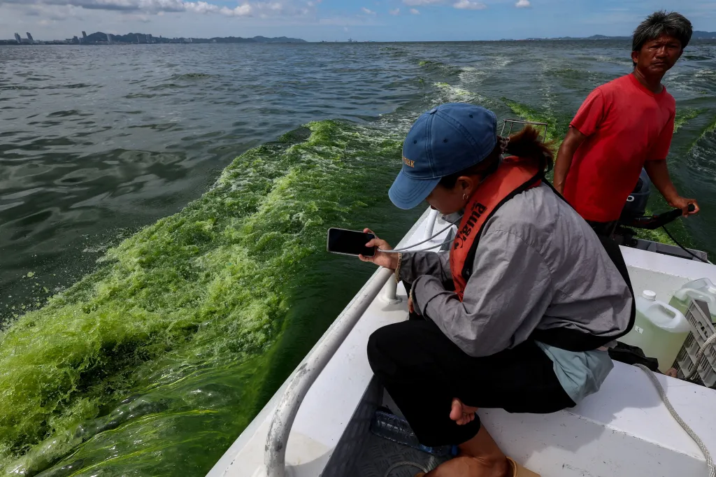 Vědkyně pořizuje fotografii mořské vody zbarvené planktonem