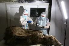Vědci vysvobodili z permafrostu mumii starověké medvědice. Pitva prozradila, jak moderní byla