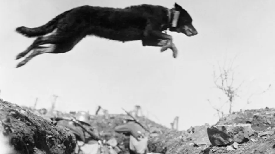 Pes v 1. světové válce