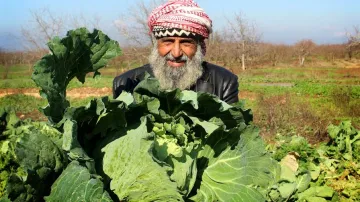 Farmář v Sýrii