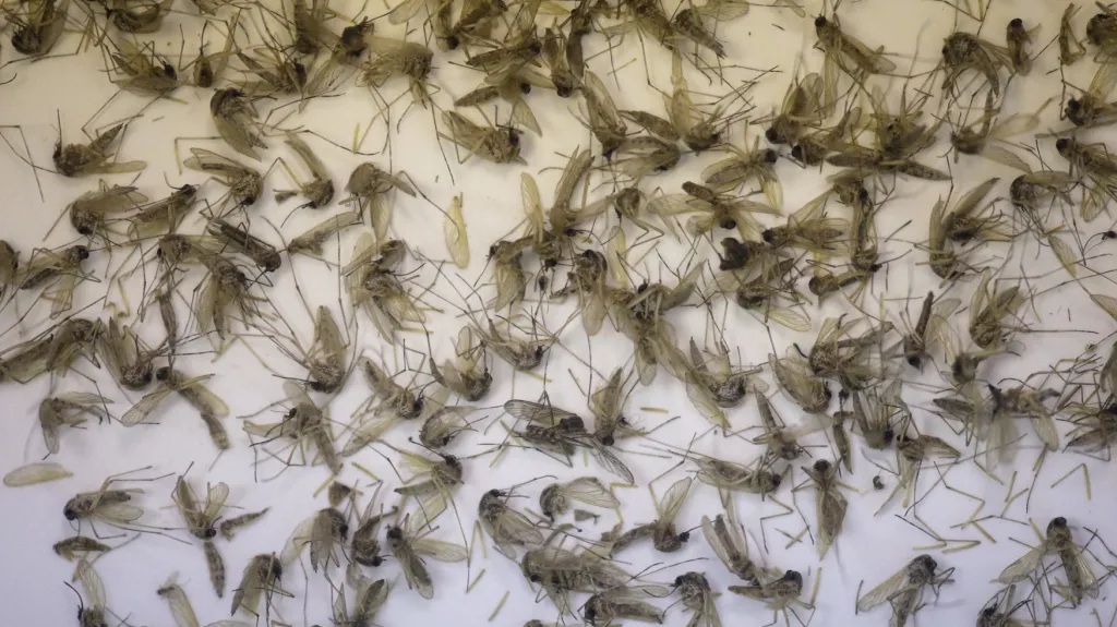 Komáří druhy Culex quinquefasciatus a Aedes aegypti