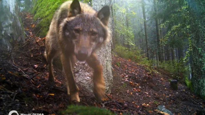 Vlk zachycený kamerou v jižním Pošumaví