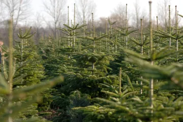 Lesníci vyrazí natřít stromy zapáchající látkou, smrčky a borovice už ale zloděje nelákají