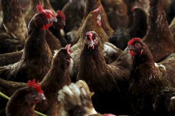 Chovatelé mohou vypustit drůbež ven. Veterináři zrušili zákaz