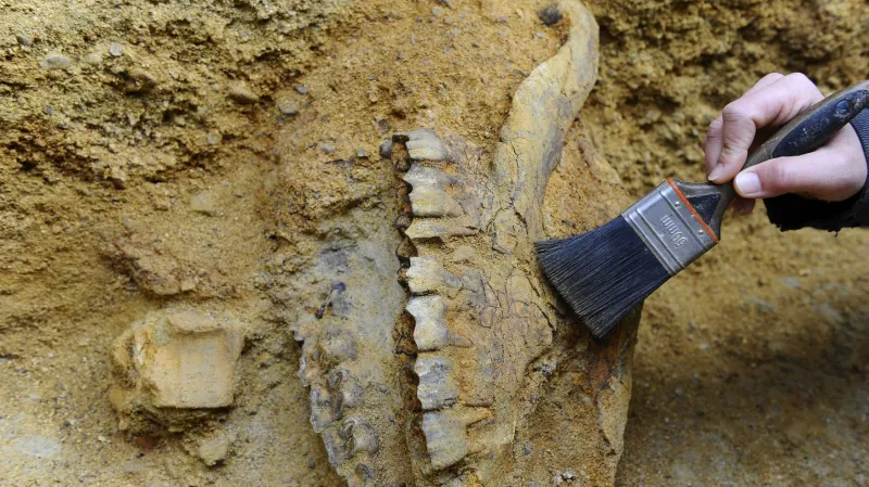 Ostatky pravěkého nosorožce