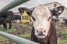 V mléku amerických krav se našly částice viru ptačí chřipky. Naznačuje to větší šíření nemoci