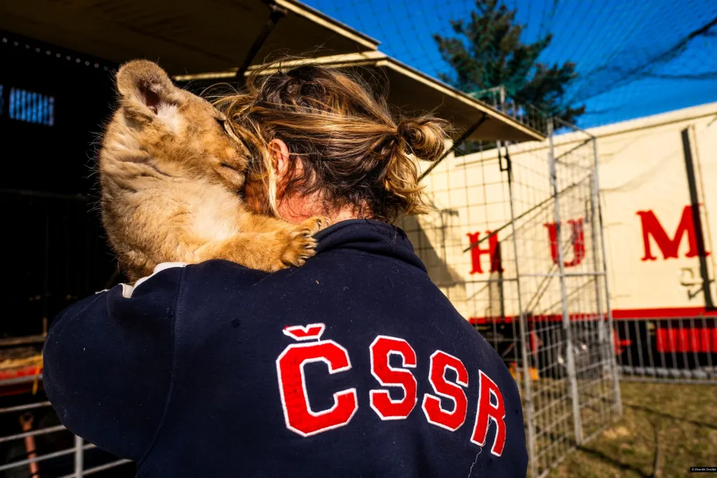 1. místo v kategorii Život v Česku (Zdeněk Dvořák / Poslední lvi v Čechách)