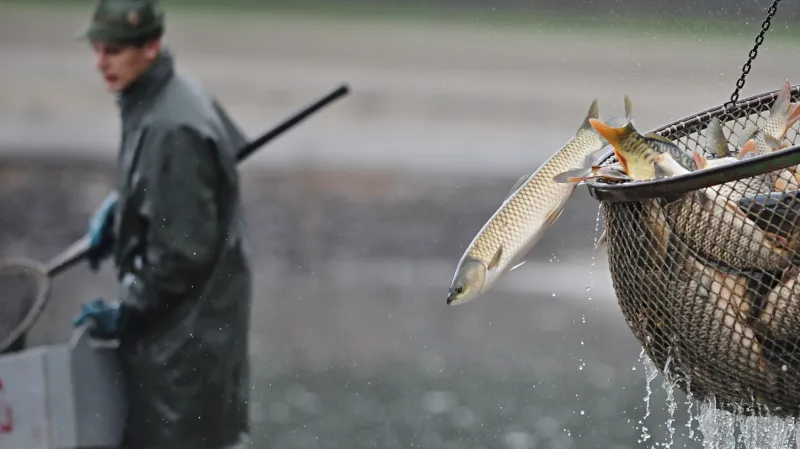 Výlov rybníka Rožmberk