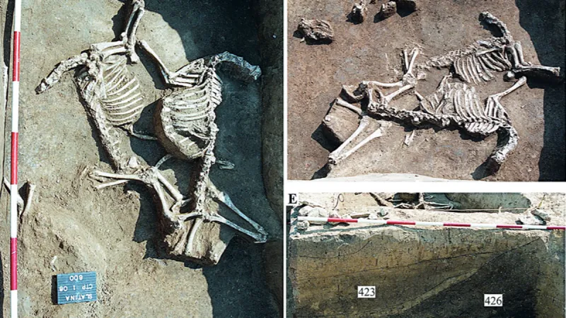 Kostry zvířat v hrobu ve Slatině