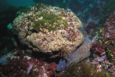 Někteří koráli umí přežít svou smrt. Výzkum přináší naději pro jejich zachování