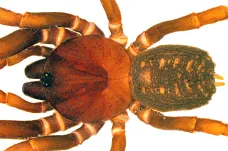 Nově objevený pavouk dostal jméno po vojácích ze Star Wars. Žije tři tisíce metrů vysoko