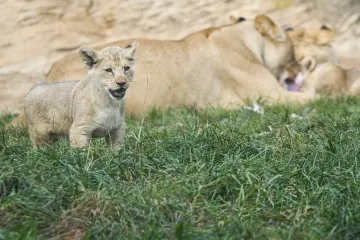 Plzeňská zoo slaví sto let. Chystá rozšíření i vysněný pavilon pro slony