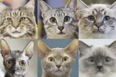 Kočky mají sedm povahových rysů, ukázal finský výzkum. Liší se jednotlivci i plemena