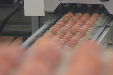 Slepice se vrací po salmonele do pohořelického chovu