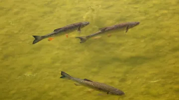 Ryby ukryté v tůních vysychajícího Dunaje