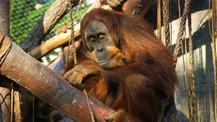 Orangutan Pady