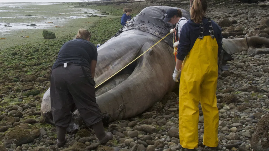 Mrtvá velryba vyplavená v USA