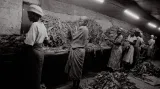 Tabáková farma, Zimbabwe, 1999