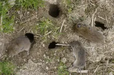 Veterináři: Zajíci na Brněnsku nejspíš uhynuli po jedu na hlodavce
