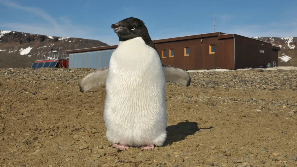 Tučňák u antarktické základny