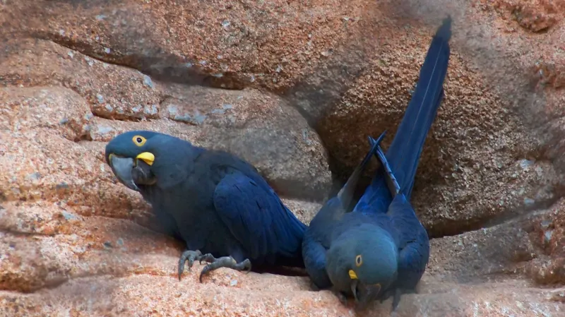 Vzácný papoušek ara kobaltový, kterého měl podle obžaloby pašovat Radim Már