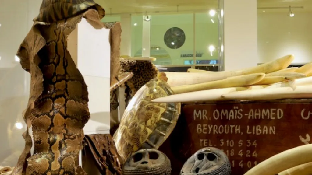 Muzeum environmentální kriminality