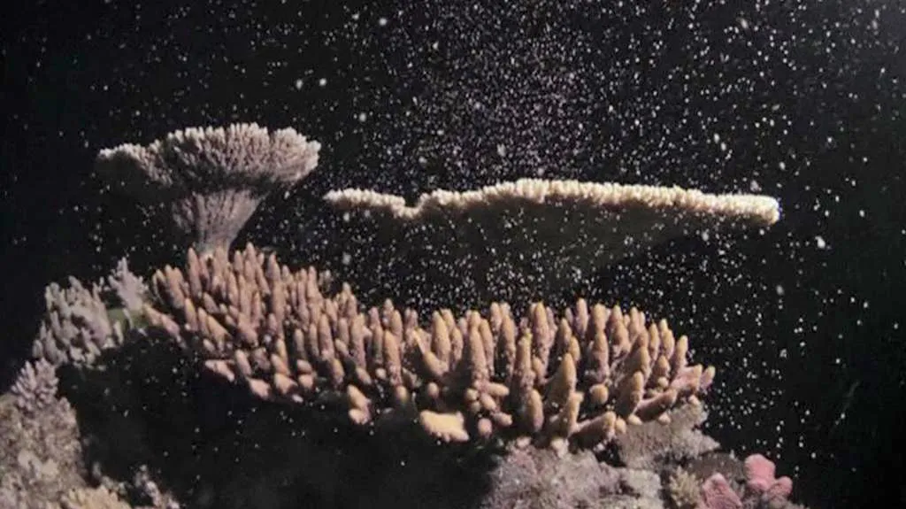 Velký korálový útes vypouští vajíčka a spermie