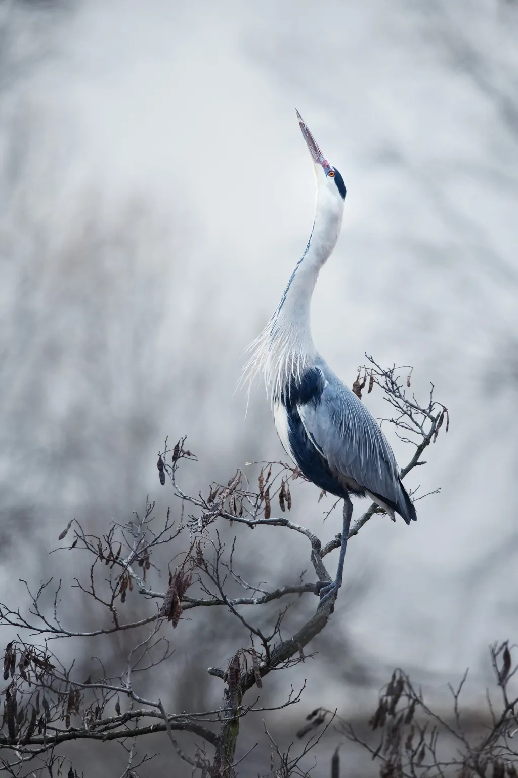 Nominace na cenu za nejlepší fotografii české přírody: Popelavá elegance