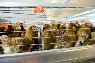 Slepic v klecích ubývá i bez zákazu, tvrdí drůbežáři. Přestavba by prý stála miliardy