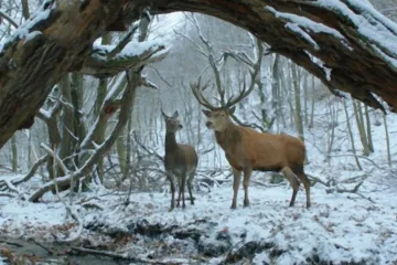 Zprávy z Berlinale: Mezi jeleny a politikou