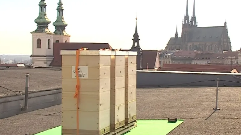 Úly na střeše Hotelu International