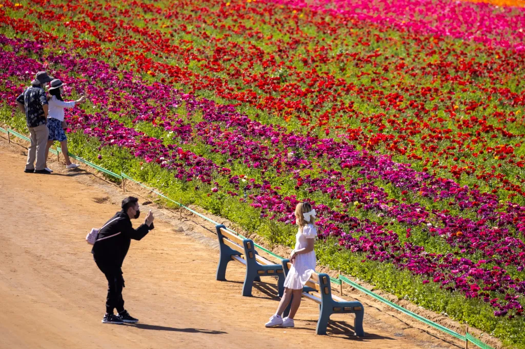 Květinové zahrady u kalifornského města Carlsbad lákají návštěvníky z celého světa
