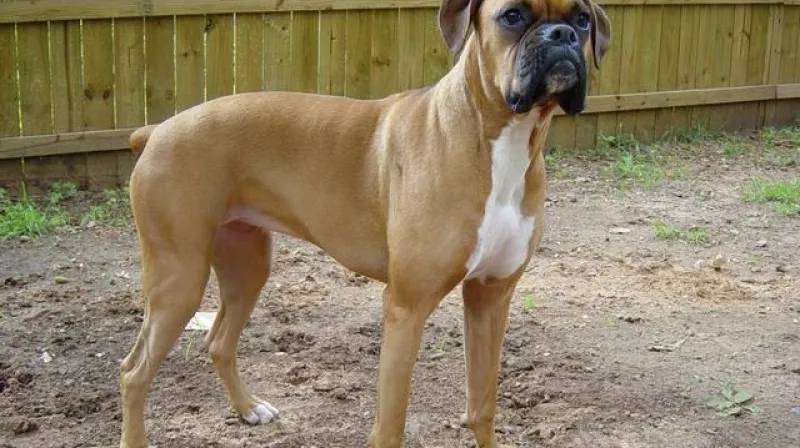 Německý boxer
