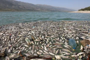 V libanonském jezeře uhynuly desítky tun ryb. Úřady označily za viníka viry